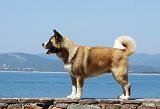 AKITA AMERICAIN 229